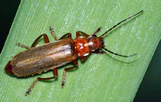 Cantharis rufa Linnaeus, 1758