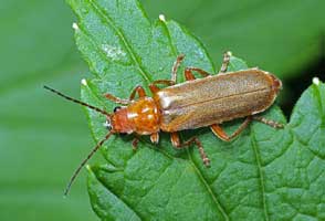 Cantharis rufa Linnaeus, 1758