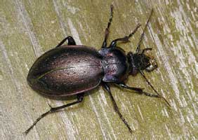 Carabus (Archicarabus) nemoralis Mueller, 1764