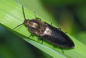 Ctenicera pectinicornis (Linnaeus, 1758)