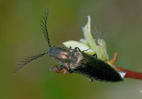 Ctenicera pectinicornis (Linnaeus, 1758)