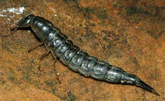 Dytiscus sp. (larva L3)