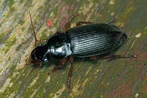 Harpalus (Psedoophonus) rufipes