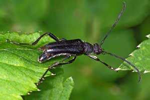 Leptura aethiops