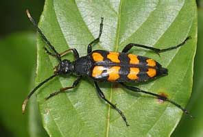 Leptura quadrifasciata