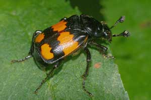 Nicrophorus vespilloides Herbst, 1783