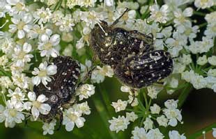 Oxythyrea funesta (Poda, 1761)