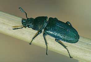 Platycerus caraboides (Linnaeus, 1758)