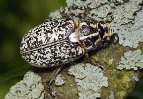 Polyphylla fullo (Linnaeus, 1758)