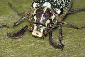 Polyphylla fullo (Linnaeus, 1758)