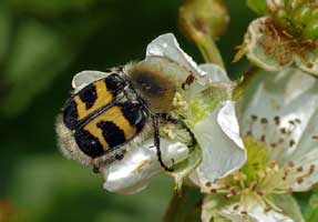 Trichius fasciatus (L., 1758)