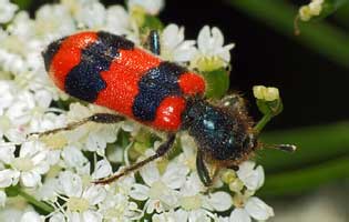 Trichodes apiarius (Linnaeus, 1758)