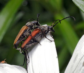 Anastrangalia sanguinolenta