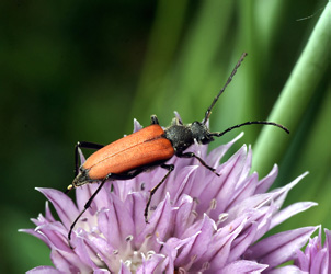 Anastrangalia sanguinolenta