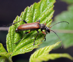 Cortodera femorata