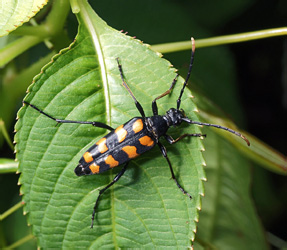 Leptura quadrifasciata