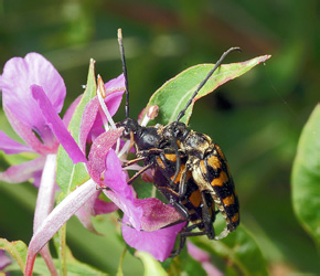 Leptura quadrifasciata