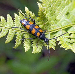 Leptura quadrifasciata