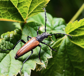 Lepturalia nigripes