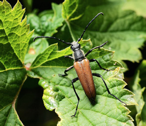 Lepturalia nigripes