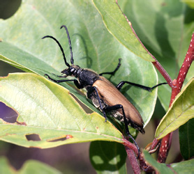 Lepturalia nigripes