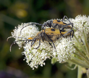 Pachyta quadrimaculata