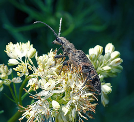 Rhagium mordax