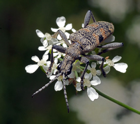 Rhagium mordax