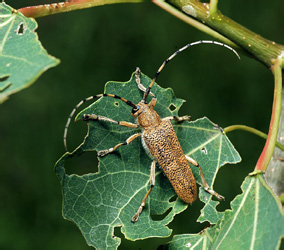 Saperda carcharias