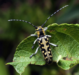 Saperda scalaris