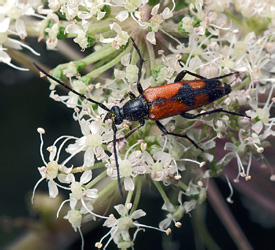 Stenurella bifasciata