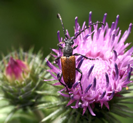 Stictoleptura maculicornis