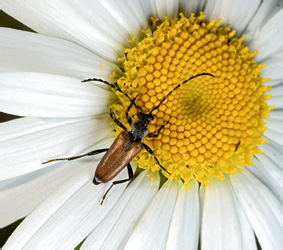 Stictoleptura maculicornis