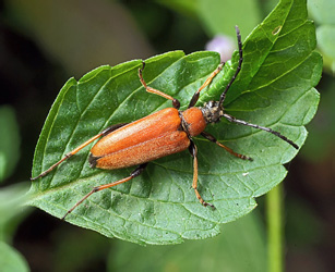 Aredolpona rubra