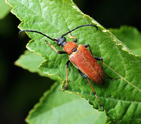 Aredolpona rubra