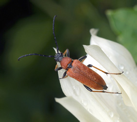 Aredolpona rubra