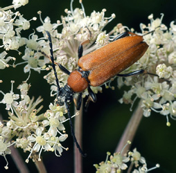 Aredolpona rubra