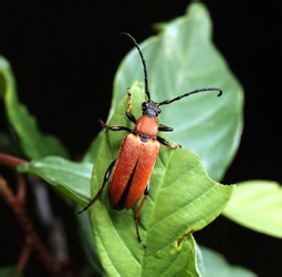 Aredolpona rubra