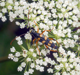 Strangalia attenuata