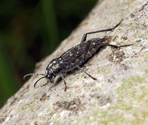 Xylotrechus rusticus