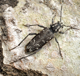 Xylotrechus rusticus