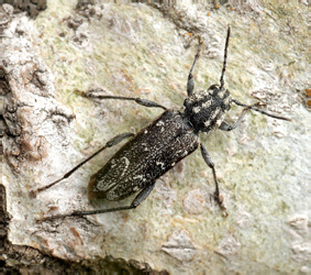 Xylotrechus rusticus