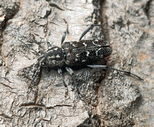 Xylotrechus rusticus