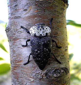 Capnodis tenebrionis