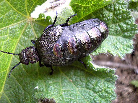 Meloe variegatus