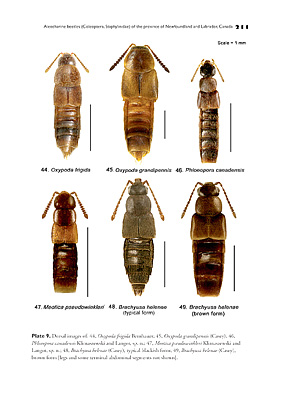 127 aleocharinae_book_2.jpg