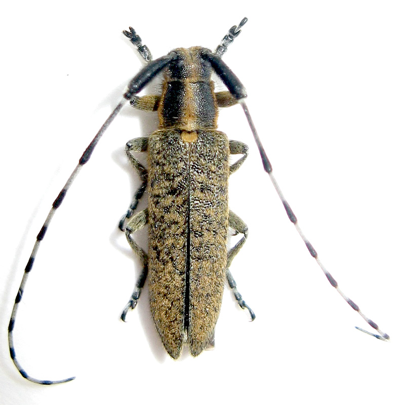 Жуки 3 5. Жук Agapanthia villosoviridescens. Жук-усач (Cerambycidae). Жук усач полосатый. Усач Агапантия алуэйша.