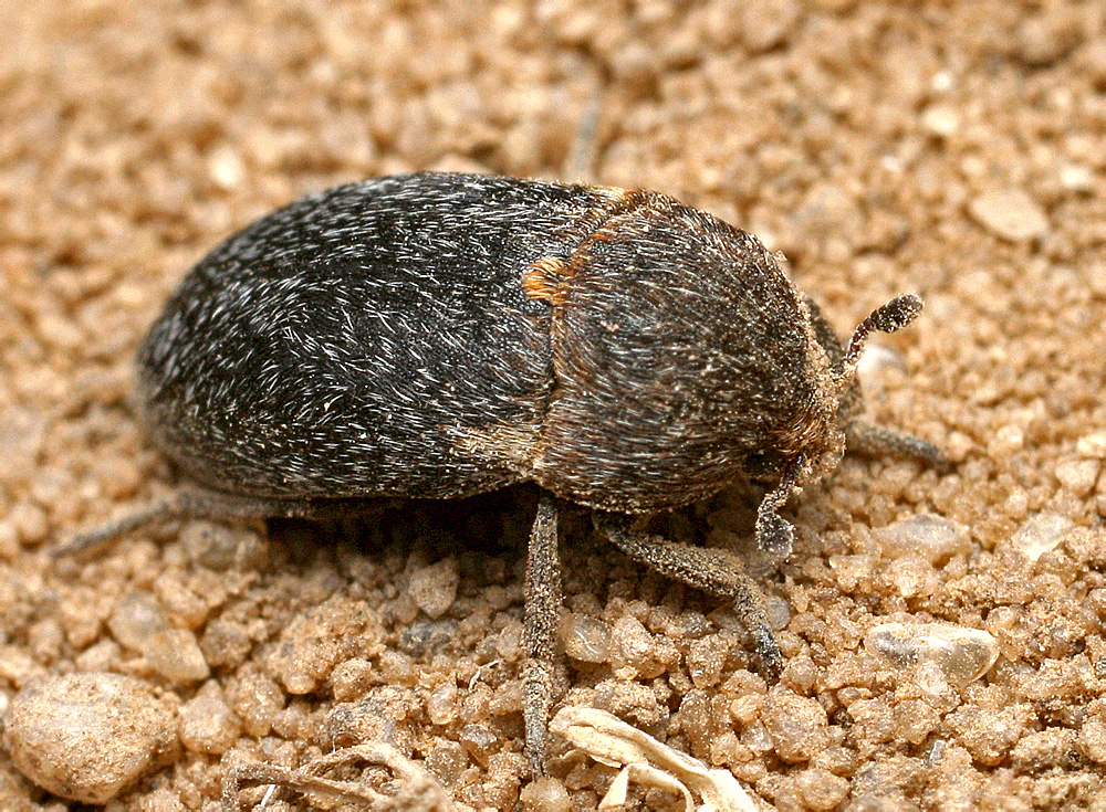 Dermestes laniarius