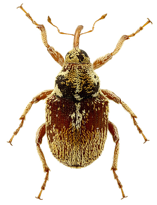 Euoxyonyx inornatus (Schultze, 1903)</b> - det. ..   .. 