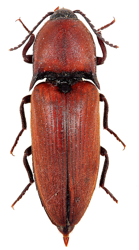 Elater ferrugineus Linnaeus, 1758